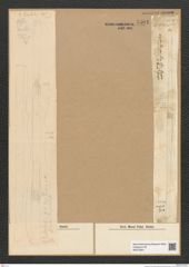 Diatomeae indet. Zeichnungen Sammlung Grunow Nr. 5501 (NHMW-BOT-W0373941)